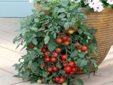 Giống hạt cây cà chua